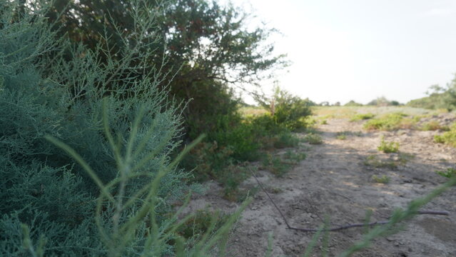 View from Beside a Tamarisk Bush in a Natural Landscape