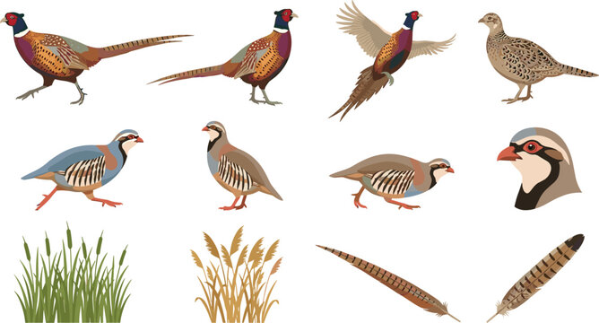 Set of game bird vector illustrations featuring common ring-necked pheasants chukar partridges flying birds patterned feathers and marsh reeds