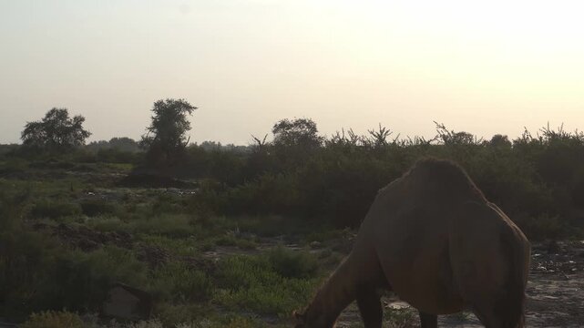 Dromedary Camel Walking Through Tugai Forest