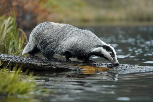 European badger (Meles meles), on the bank by a pond, Czech Republic