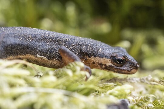 Pond newt (Lissotriton vulgaris), Emsland, Lower Saxony, Germany
