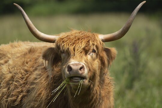 Highland cattle (Bos taurus) adult animal eating grass, Norfolk, England, United Kingdom