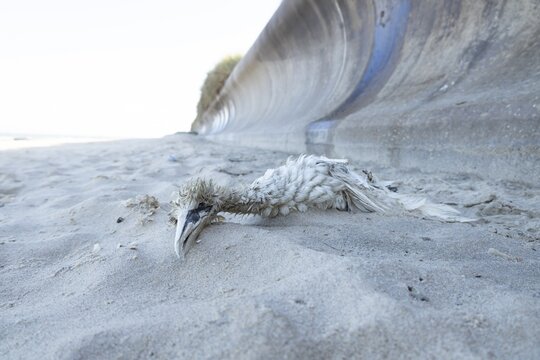 Northern gannet (Morus bassanus) adult seabird bird dead on a beach, Suffolk, England, United Kingdom