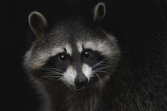 Raccoon (Procyon lotor), portrait, Hesse, Germany