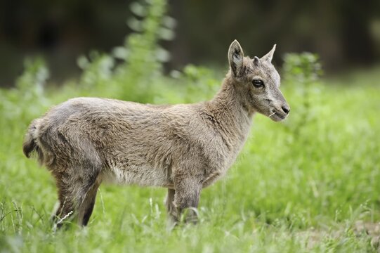 Alpine ibex or alpine ibex (Capra ibex), fawn, Austria