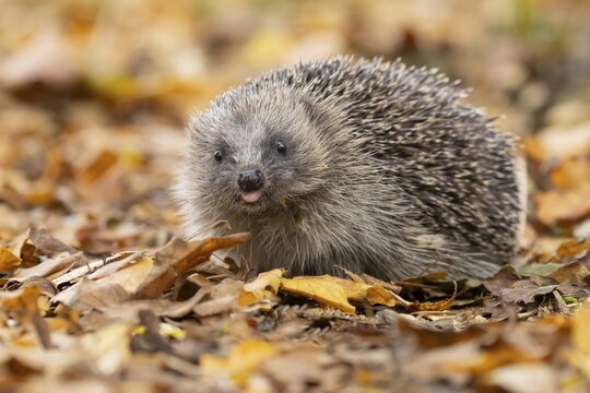 European hedgehog (Erinaceus europaeus) adult animal on fallen autumn leaves, England, United Kingdom