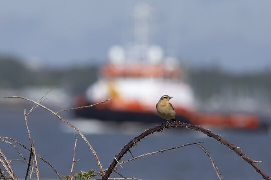 Northern wheatear (Oenanthe oenanthe) adult bird on a bramble branch with a boat in the background, Felixstowe docks, Suffolk, England, United Kingdom