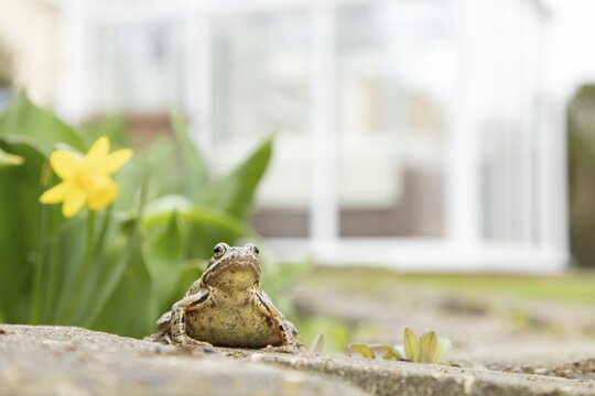 Common frog (Rana temporaria) adult amphibian in a garden with a conservatory in the background in spring, England, United Kingdom