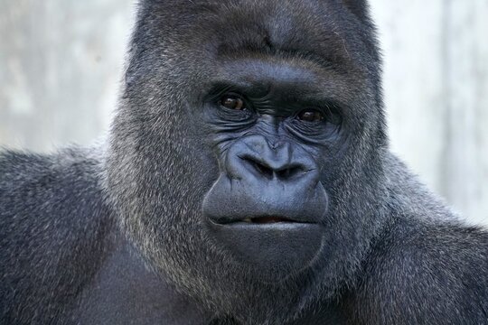 Western western gorilla (Gorilla gorilla) silverback, animal portrait, captive