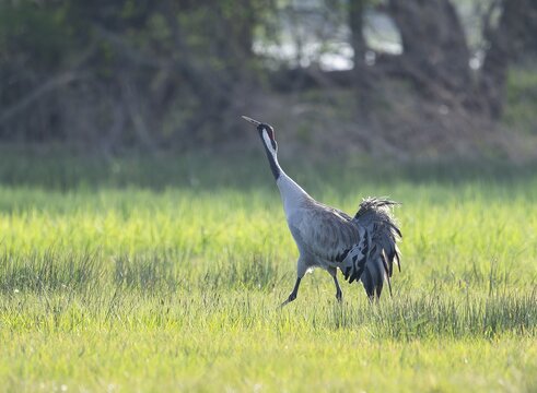 Crane (Grus grus), adult bird walking across a meadow, Lower Saxony, Germany