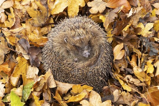 European hedgehog (Erinaceus europaeus) adult animal curled in a ball for hibernation on fallen autumn leaves in a garden, England, United Kingdom