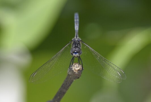 Odonate (Odonata), Loango National Park, Parc National de Loango, Ogoou&eacute;-Maritime Province, Gabon