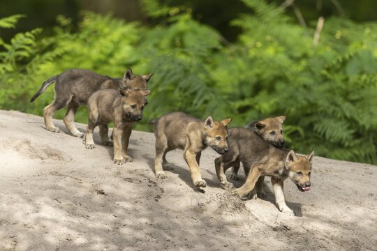 Wolf pups running curiously in a row along a sandy path, European grey gray wolf (Canis lupus) pups, Germany