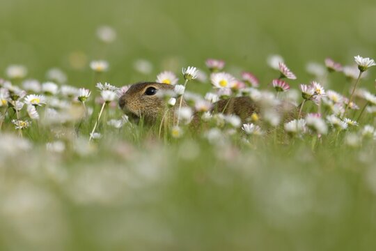 Gopher (Spermophilus citellus) in a flower meadow, wildlife, Burgenland, Austria