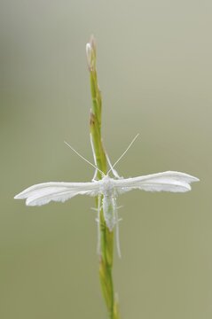 White bindweed moth or sloe ghost (Pterophorus pentadactyla, Pterophorus pentadactylus), North Rhine-Westphalia, Germany