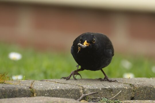 European blackbird (Turdus merula) adult male bird with a slug in its beak in a garden, England, United Kingdom