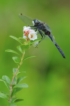 White-faced darter (Leucorrhinia dubia) at the blossom of the cranberry, dragonfly, Goldenstedt, Lower Saxony, Germany