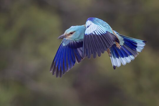 Eurasian Roller (Coracias garrulus) Almond Crow, male, female, pair, courtship, calling, interaction, feeding, flying, Toledo, Spain