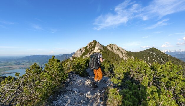 Hiker on a hiking trail between mountain pines, ridge walk Herzogstand Heimgarten, behind Herzogstand and Lake Kochel, Upper Bavaria, Bavaria, Germany