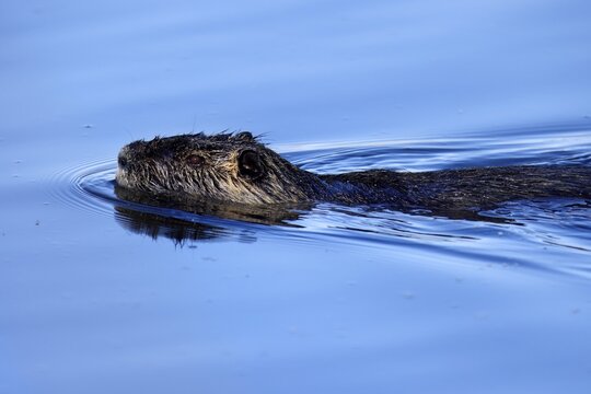 Nutria, coypu (Myocastor coypus), swimming, Germany