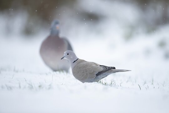 Collared dove (Streptopelia decaocto) adult bird on a snow covered garden lawn in winter, England, United Kingdom