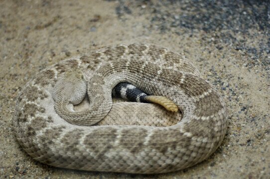 Rattle snake crotalus atrox, USA, aquarium Berlin, Germany