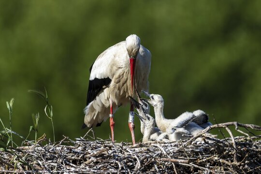 Stork feeding chicks on a nest in the countryside, White stork (Ciconia ciconia), wildlife, Germany
