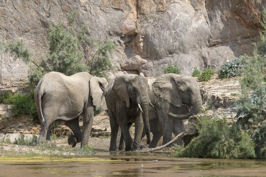 Desert elephants (Loxodonta africana) taking a mud bath in the Hoarusib dry river, Kaokoveld, Kunene region, Namibia