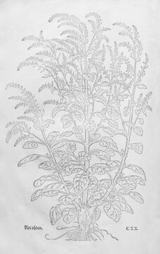 Beetroot, beetroot (Beta vulgaris), woodcut by Leonhart Fuchs, from New Kre&uuml;terbuch, neues Kr&auml;uterbuch, Michael Isingrin, Basel, Switzerland, 1543