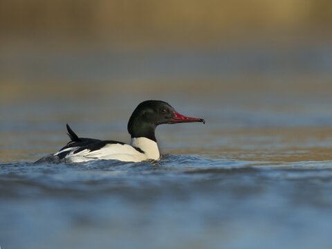 Common Merganser or Goosander (Mergus merganser), Luxembourg
