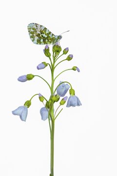 Aurora butterfly (Anthocharis cardamines) on meadow foamwort (Cardamine pratensis), exposed, butterfly, Germany