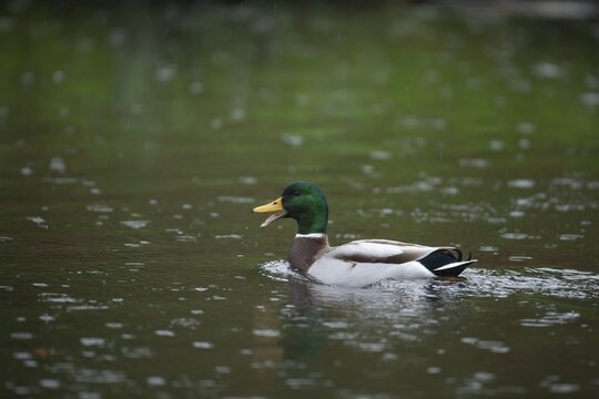 Mallard duck (Anas platyrhynchos) adult male bird quacking on a lake in a rain shower, England, United Kingdom