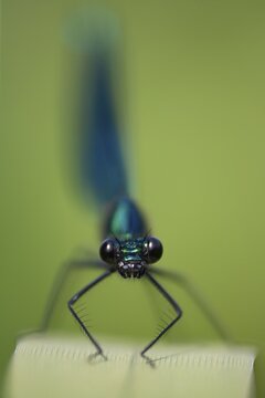 Banded demoiselle damselfly (Calopteryx splendens) adult male insect resting on a reed leaf in summer, Suffolk, England, United Kingdom