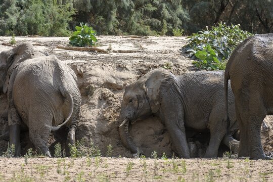 Desert elephants (Loxodonta africana) taking a sand bath in the Hoarusib dry river, Kaokoveld, Kunene region, Namibia