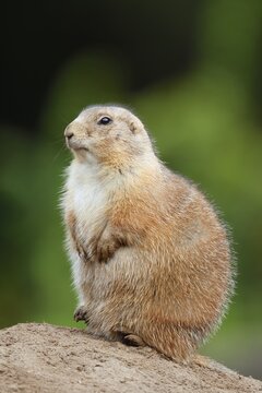 Black-tailed prairie dog (Cynomys ludovicianus) sitting upright on the burrow, North America