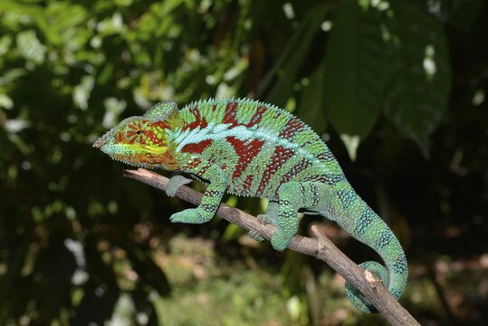 Male panther chameleon (Furcifer Pardalis), in the cocoa plantations of Ambanja in northwestern Madagascar, Madagascar