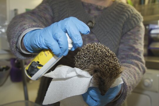 European hedgehog (Erinaceus europaeus) adult animal being sprayed for fleas at an animal rescue centre, England, United Kingdom