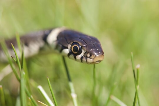 Grass snake (Natrix natrix) adult reptile in grassland, England, United Kingdom