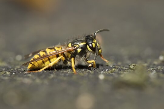 Common wasp (Vespula vulgaris) adult insect in a garden in summer, England, United Kingdom
