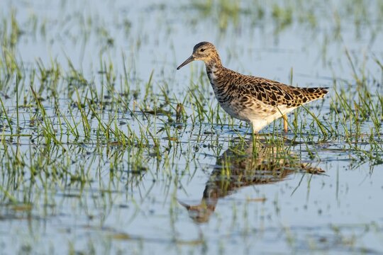 Ruff (Calidris pugnax) (Syn.: Philomachus pugnax) in a wet meadow, Osterfeine, D&uuml;mmer, Lower Saxony, Germany