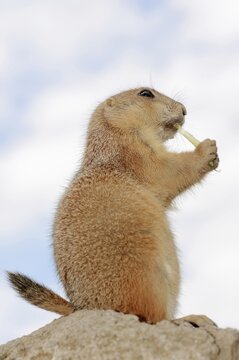 Black-tailed prairie dog (Cynomys ludovicianus), foraging, captive, occurring in North America