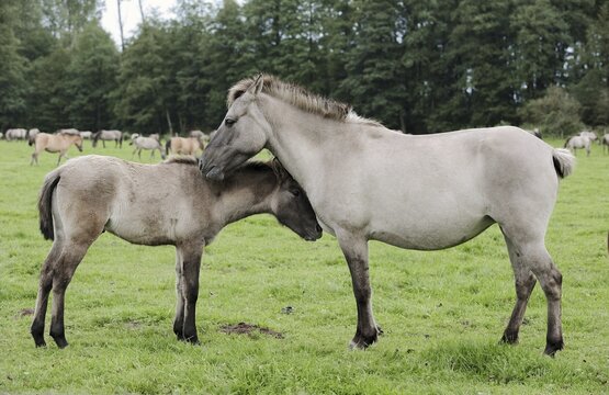 D&uuml;lmener Wildpferd, mare with foal, Merfelder Bruch, D&uuml;lmen, North Rhine-Westphalia, Germany
