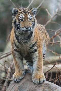 Siberian tiger (Panthera tigris altaica), young, captive, Germany