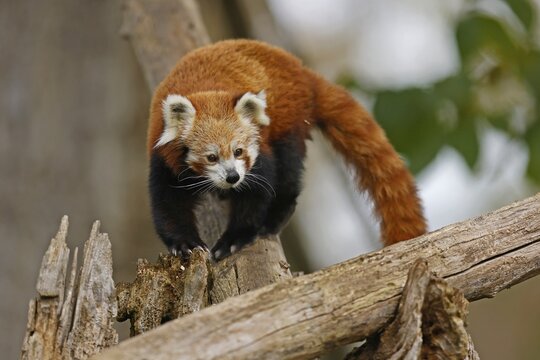 Red panda (Ailurus fulgens fulgens) on a tree trunk