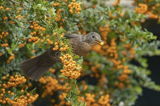 European blackbird (Turdus merula) adult female garden bird feeding on berries from a Pyracantha bush in summer, Suffolk, England, United Kingdom