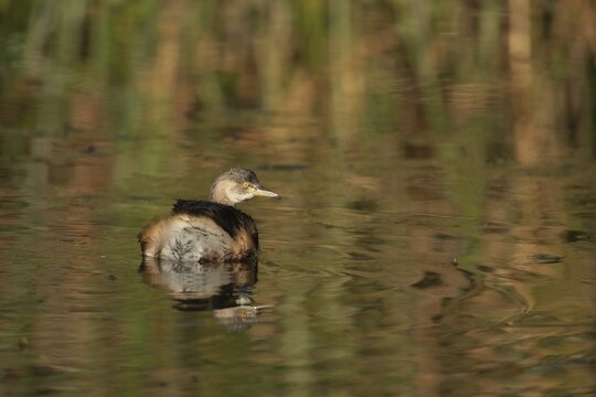 Australasian grebe (Tachybaptus novaehollandiae) adult bird in winter plumage on a lake, Melbourne, Victoria, Australia