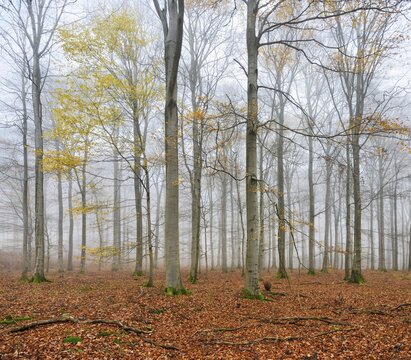 Beech forest, beech trees (fagus) with last yellow leaves in autumn, bare trees and fog, Kellerwald-Edersee National Park, Hesse, Germany