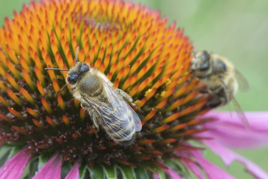 Western or European Honey Bee (Apis mellifera) perched on a Eastern Purple Coneflower (Echinacea purpurea) in Gertrude Messner's herb garden, Brandenberg, Tyrol, Austria, Europe
