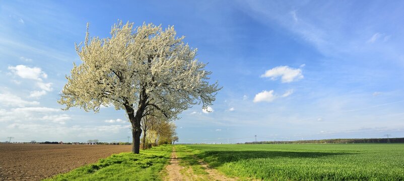 Field path through fields in spring, cherry trees (Prunus) in blossom on the field, blue sky, Burgenlandkreis, Saxony-Anhalt, Germany