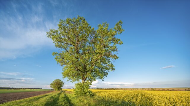 Cultivated landscape in spring, old lime trees on a country lane, grain and rape fields, blue sky, evening light, Burgenlandkreis, Saxony-Anhalt, Germany